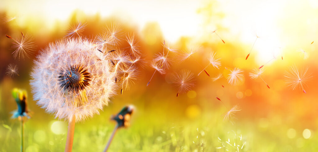 image of a dandelion blowing in the wind